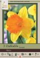 Narcissus Akita 7PK