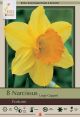 Narcissus Fortune 7PK