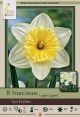 Narcissus Ice Follies 7PK