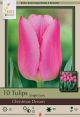 Tulip Christmas Dream 7PK