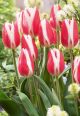 Tulip Candy Apple Delight 7PK