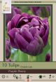 Tulip Purple Peony 7Pk