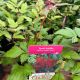Astilbe Fanal