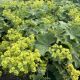 Lady's Mantle Alchemilla