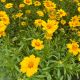 Coreopsis Baby Sun