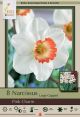 Narcissus Pink Charm 7PK