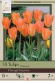 Tulip Orange Emperor 7 PK