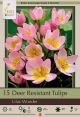 Tulip Lilac Wonder 15PK