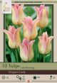 Tulip Elegant Lady 7PK