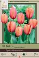 Tulip Apricot Impression 7PK