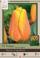 Tulip Beauty of Apledoorn 7 PK