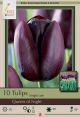 Tulip Queen of Night 7PK