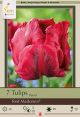 Tulip Red Madonna 7PK