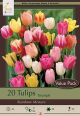 Tulip Rainbow Mix 16PK