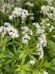 Sweet Woodruff