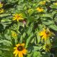 Black-Eyed Susan Little Suzy