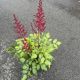 Astilbe Fanal