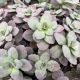 Sedum Dazzleberry