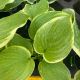 Hosta Fragrant Bouquet