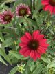 Coneflower Sombrero 'Baja Burgundy'