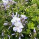 Phlox Volcano Lilac Splash