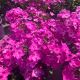 Phlox Candy Store Grape Lollipop