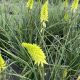 Red Hot Poker Pineapple Popsicle