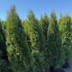 Arborvitae Emerald Green
