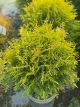 Arborvitae Golden Globe