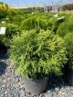 Arborvitae Little Giant