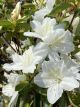 Delaware Valley White Azalea