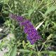 Butterfly Bush Black Knight