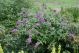 Butterfly Bush Lo & Behold Purple Haze