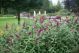 Butterfly Bush Miss Ruby