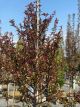 Crabapple Royal Raindrops