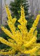 Forsythia Show Off