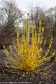 Forsythia Show Off Starlet