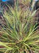 Fountain Grass Burgundy Bunny