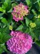 Hydrangea Cityline Venice