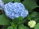 Hydrangea Nantucket Blue