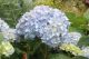 Hydrangea Nikko Blue