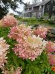 Hydrangea Phantom