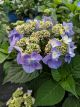 Hydrangea Twist-N-Shout