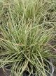 Japanese Sedge Grass Evergold