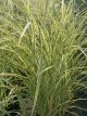 Maiden Grass Variegated