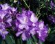 Rhododendron Lee's Dark Purple