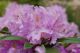 Rhododendron Minnetonka