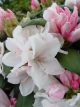 Rhododendron Princess