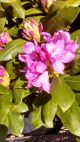 Rhododendron Roseum Elegans