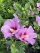 Rose of Sharon Minerva